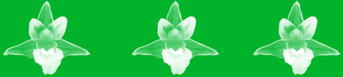 Fauna a flora